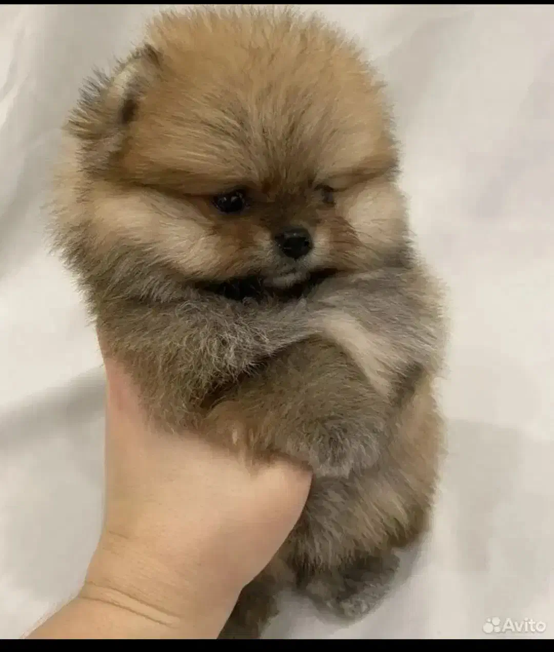 توله پامرانین|سگ|شاهینشهر, خانه کارگر|دیوار