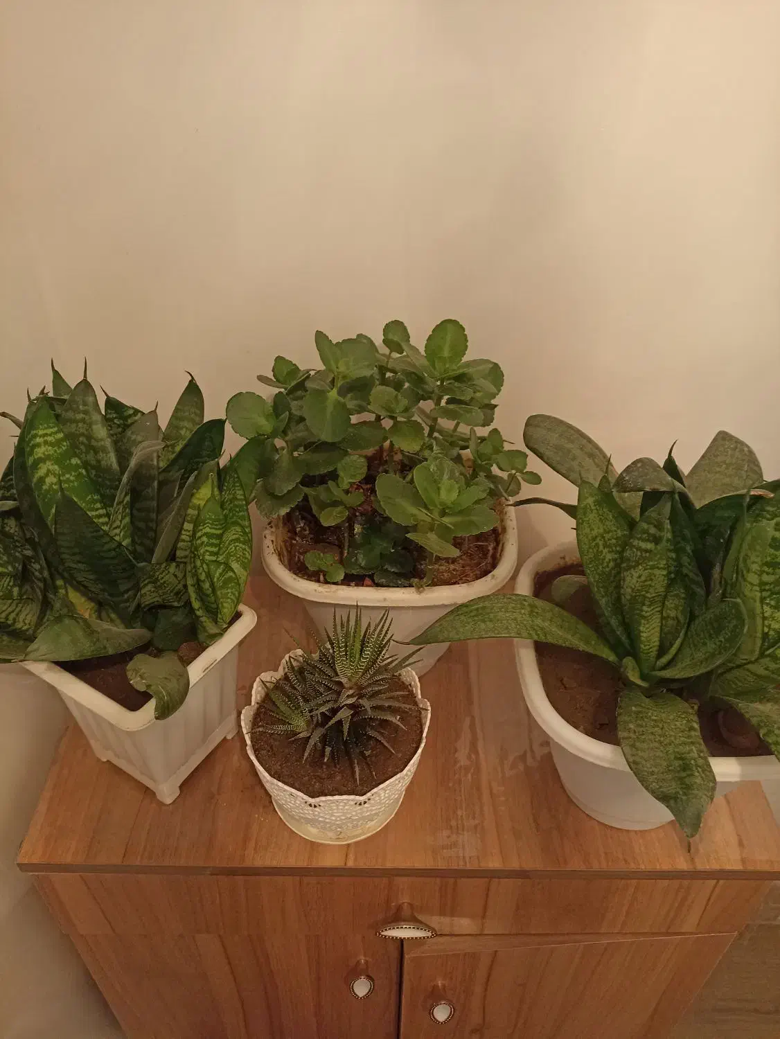 گل سانسوریا قاشقی و هاورتیا|گل و گیاه طبیعی|سهند, |دیوار