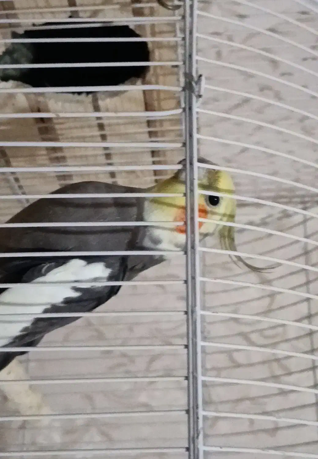 عروس هلندی جفت خورده با تخم جوجه|پرنده|تهران, امین حضور|دیوار