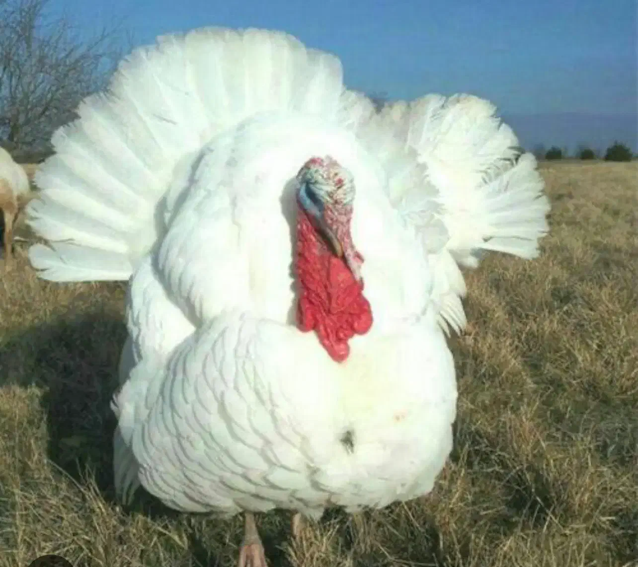 بوقلمون گوشتی فروشی|حیوانات مزرعه|فاضل آباد, |دیوار