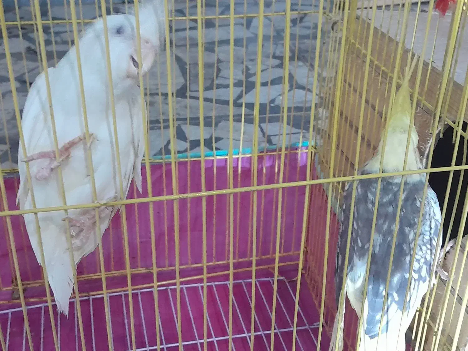 طوطی عروس|پرنده|شوشتر, |دیوار