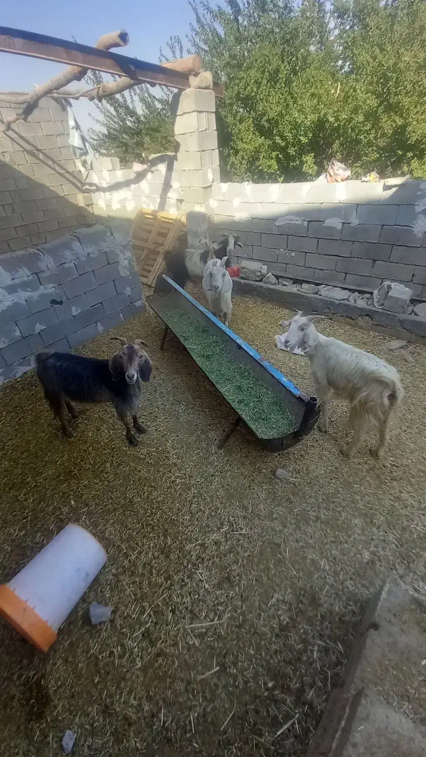 بز خوب|حیوانات مزرعه|رامهرمز, |دیوار