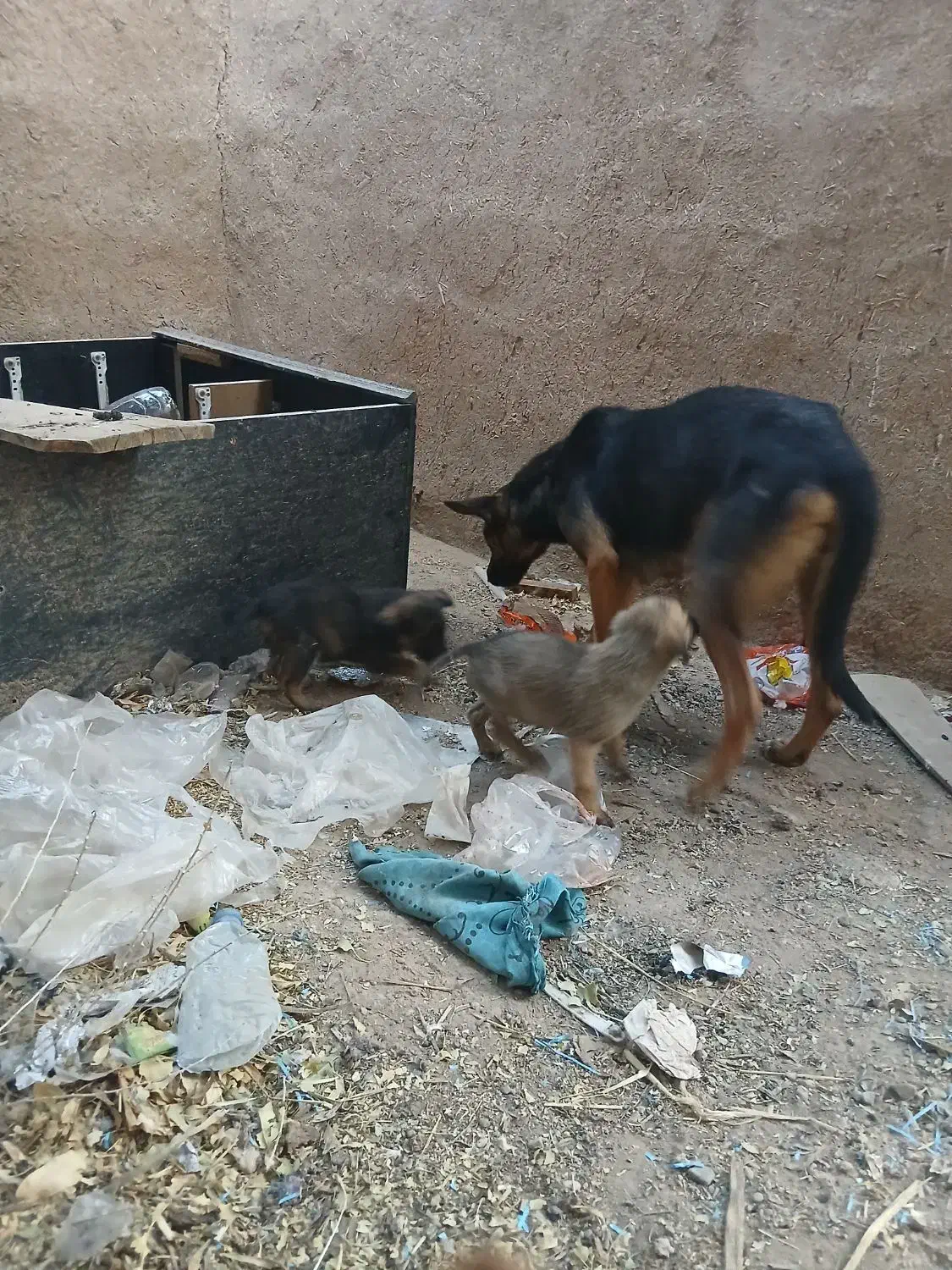 عنوان آگهی سگ ژرمن فروشی|سگ|بوئین زهرا, |دیوار