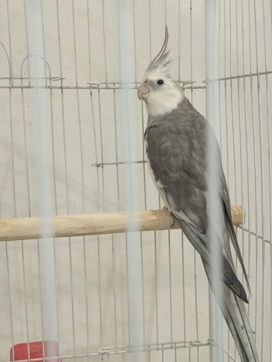 عروس هلندی وایت فیس نر|پرنده|تولم شهر, |دیوار