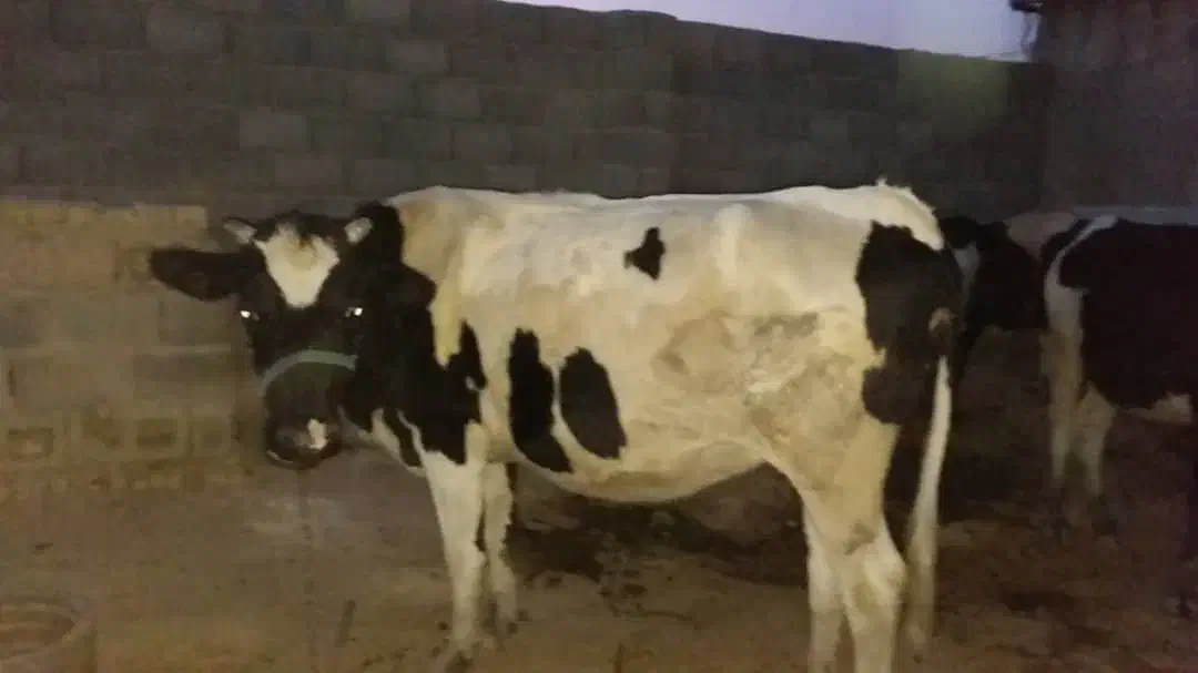 گاو شیری|حیوانات مزرعه|سرپل ذهاب, |دیوار
