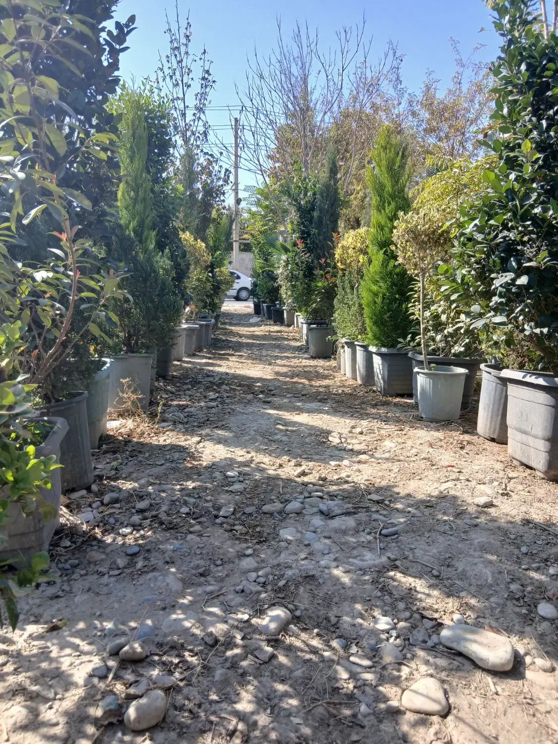 پالم واشینگتن، یاس هلندی، نهال میوه|گل و گیاه طبیعی|شهریار, کردزار|دیوار