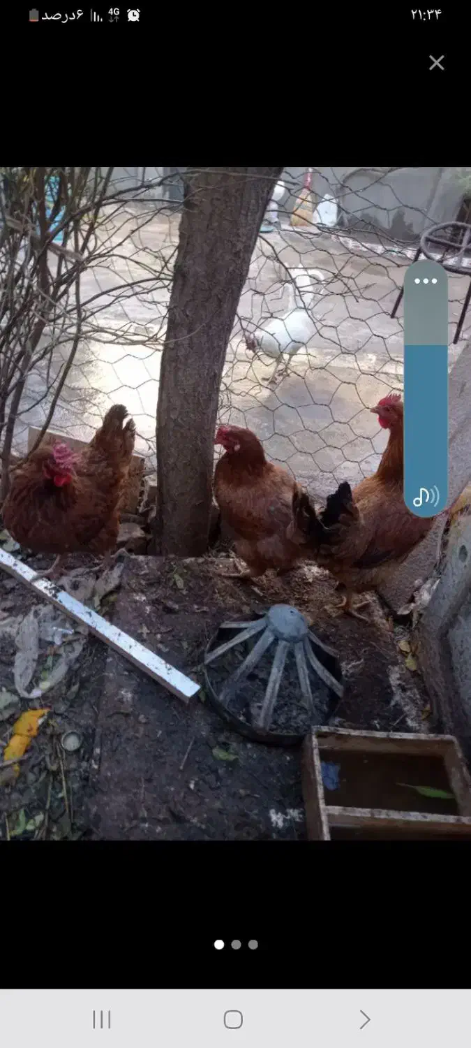 مرغ تخمگذار|حیوانات مزرعه|نیشابور, ده حلاج|دیوار