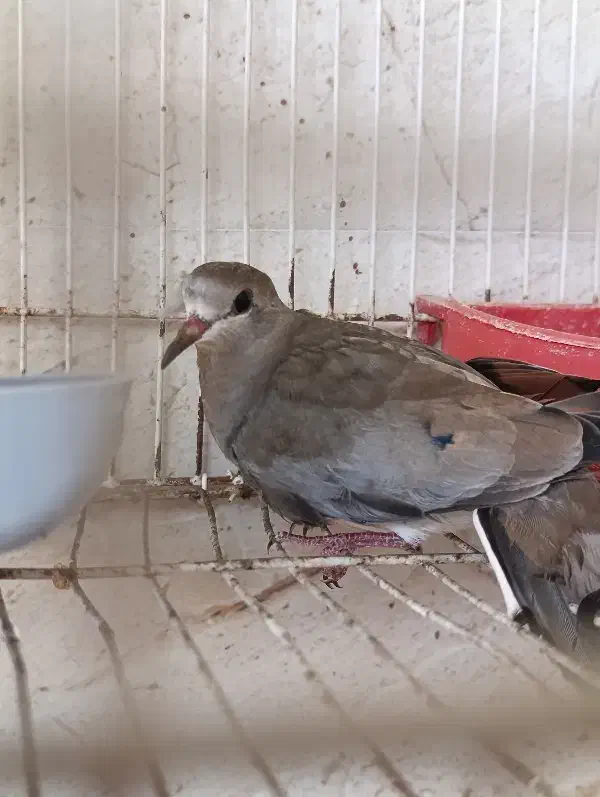 کبوتر خانگی ناماکوا|پرنده|بندرعباس, |دیوار