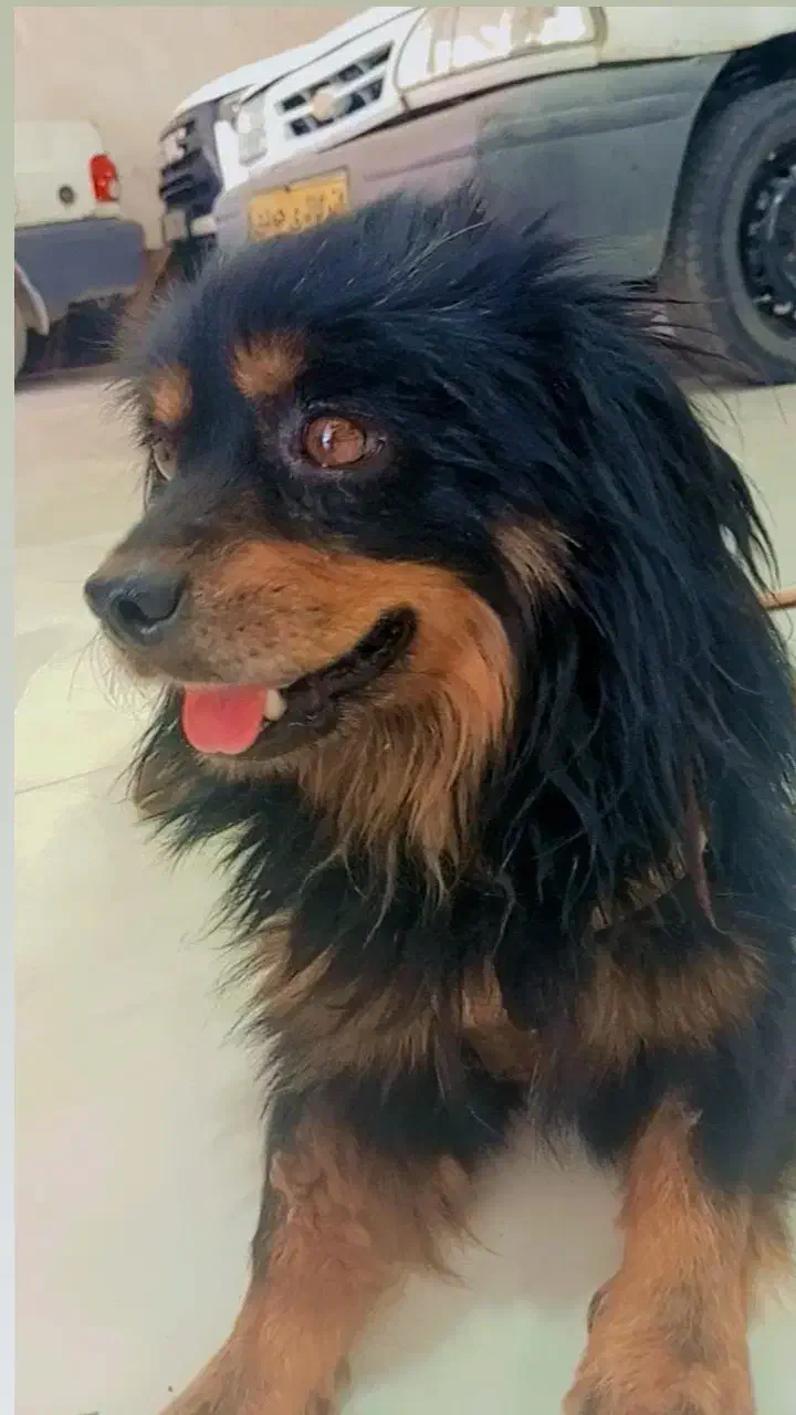 سگ پاکوتاه|سگ|بیرجند, |دیوار