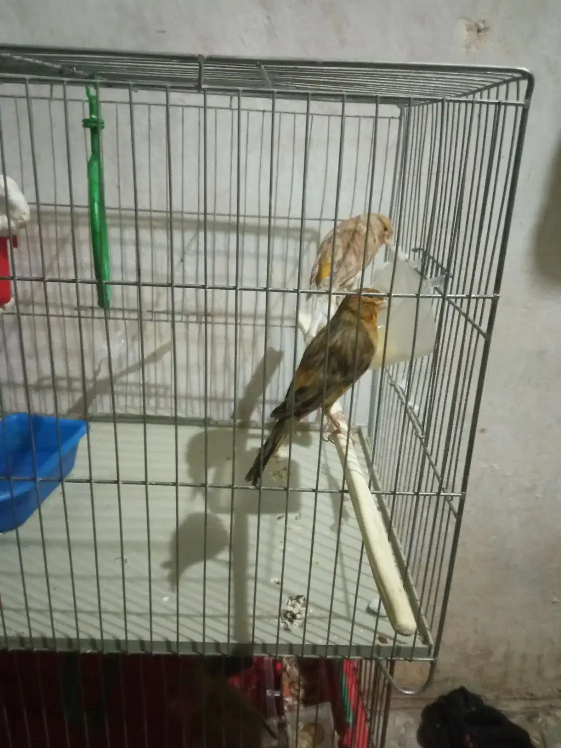 قناری|پرنده|کرمانشاه, |دیوار