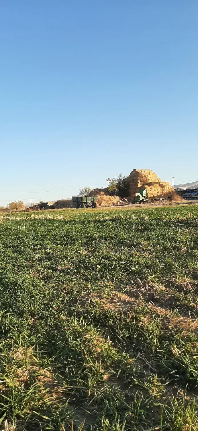 نگهداری از گاوداری بومی|خدمات نظافت|بستان آباد, |دیوار