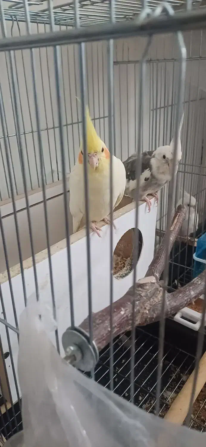 عروس هلندی سخنگو|پرنده|ملایر, |دیوار