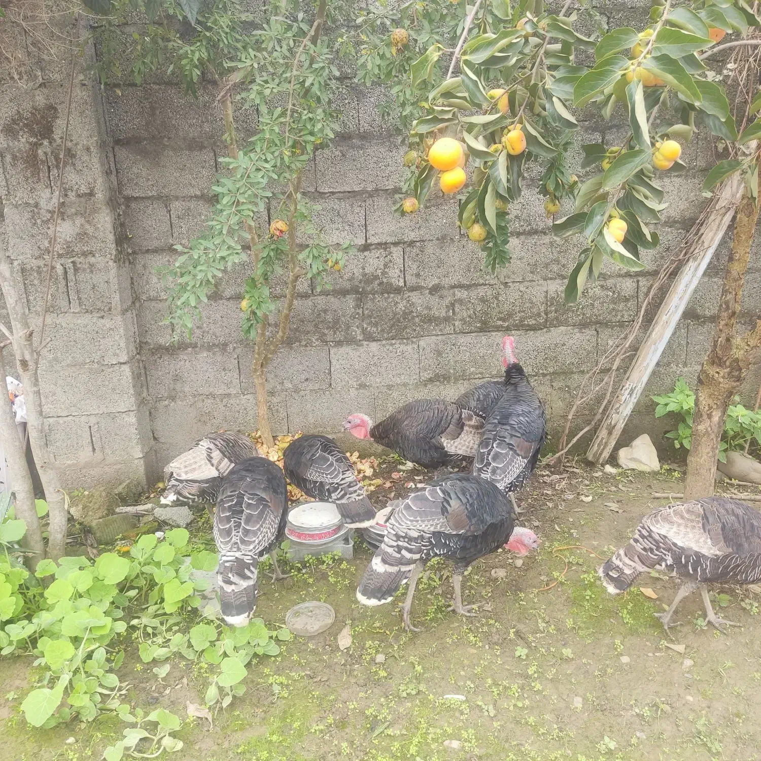 فروش بوقلمون|حیوانات مزرعه|ضیابر, |دیوار