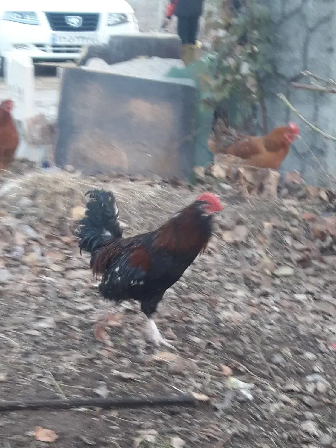 خروس لاری و گلین|حیوانات مزرعه|مشگین شهر, |دیوار