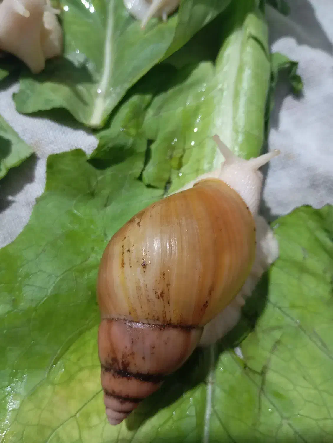 حللزون پیش مولد|خزنده|افزر, |دیوار