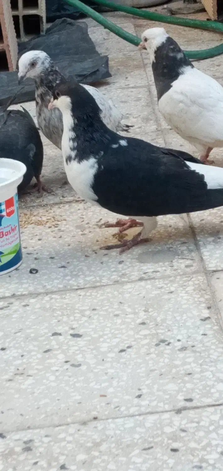 کفتر|پرنده|سبزوار, شرق کال جنوبی (شمس آبادی)|دیوار