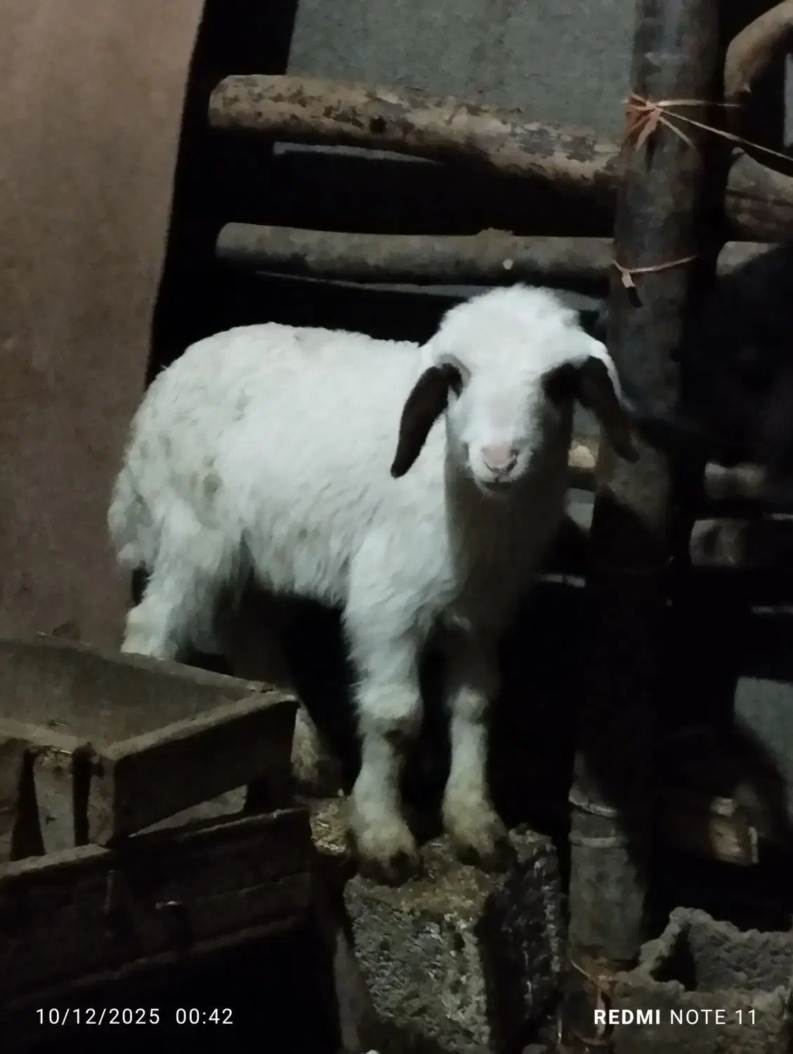 ن نر بره سالم|حیوانات مزرعه|سرخنکلاته, |دیوار