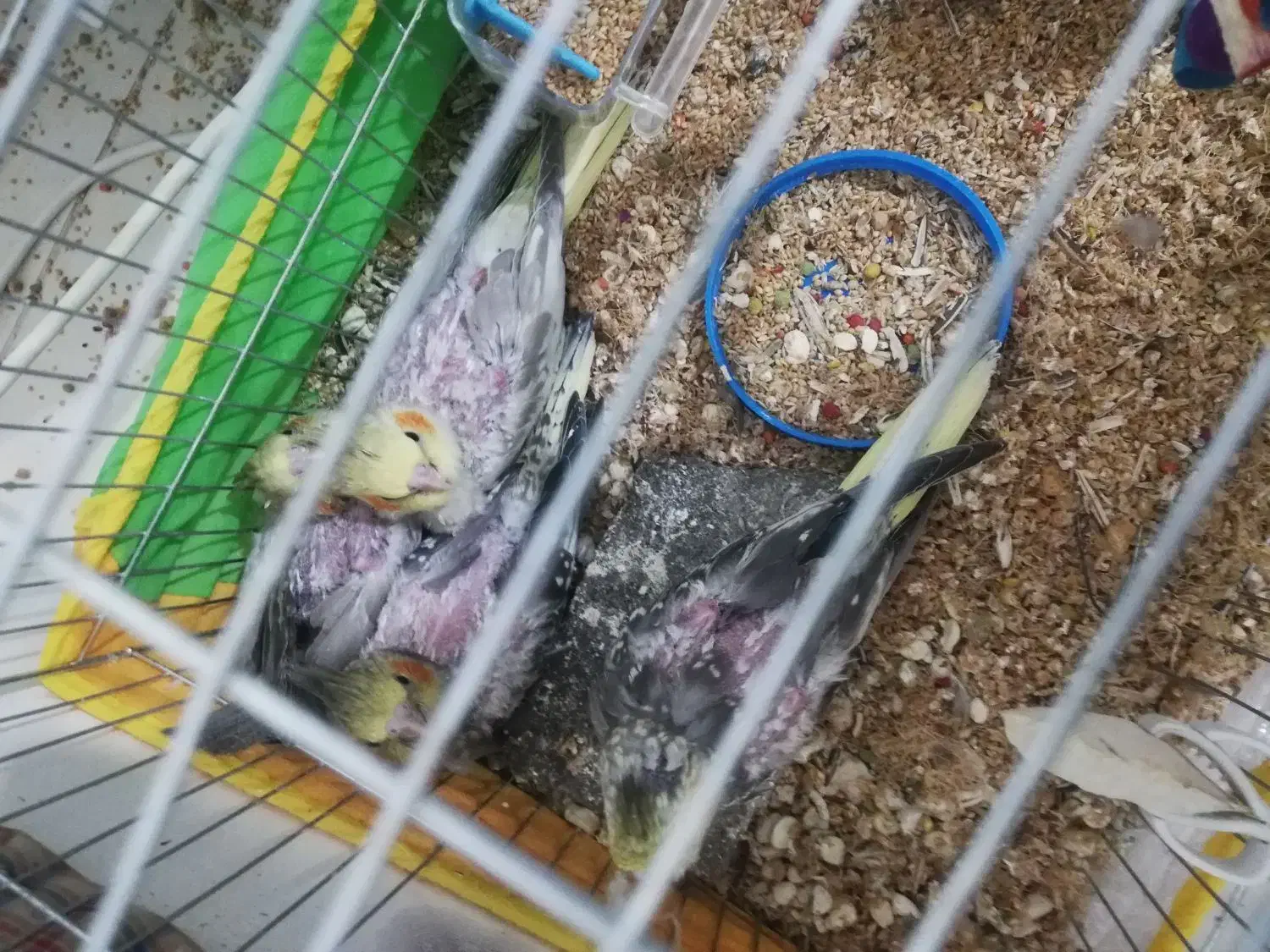 فروش جوجه عروس هلندی 1ماهه کاملا تربیت شده|پرنده|بجنورد, |دیوار