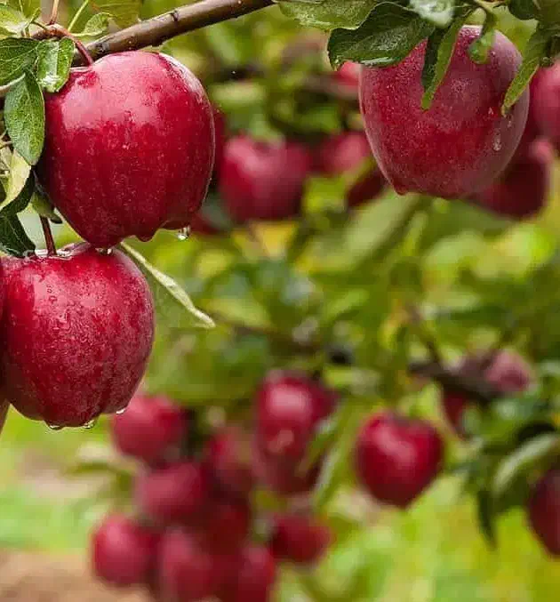 ارائه و تولید نهال سیب قرمز مراغه|خدمات باغبانی و درختکاری|خلخال, |دیوار