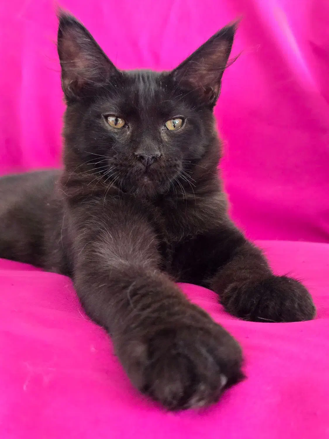 گربه خاص مین کون|گربه|تهران, چیذر|دیوار