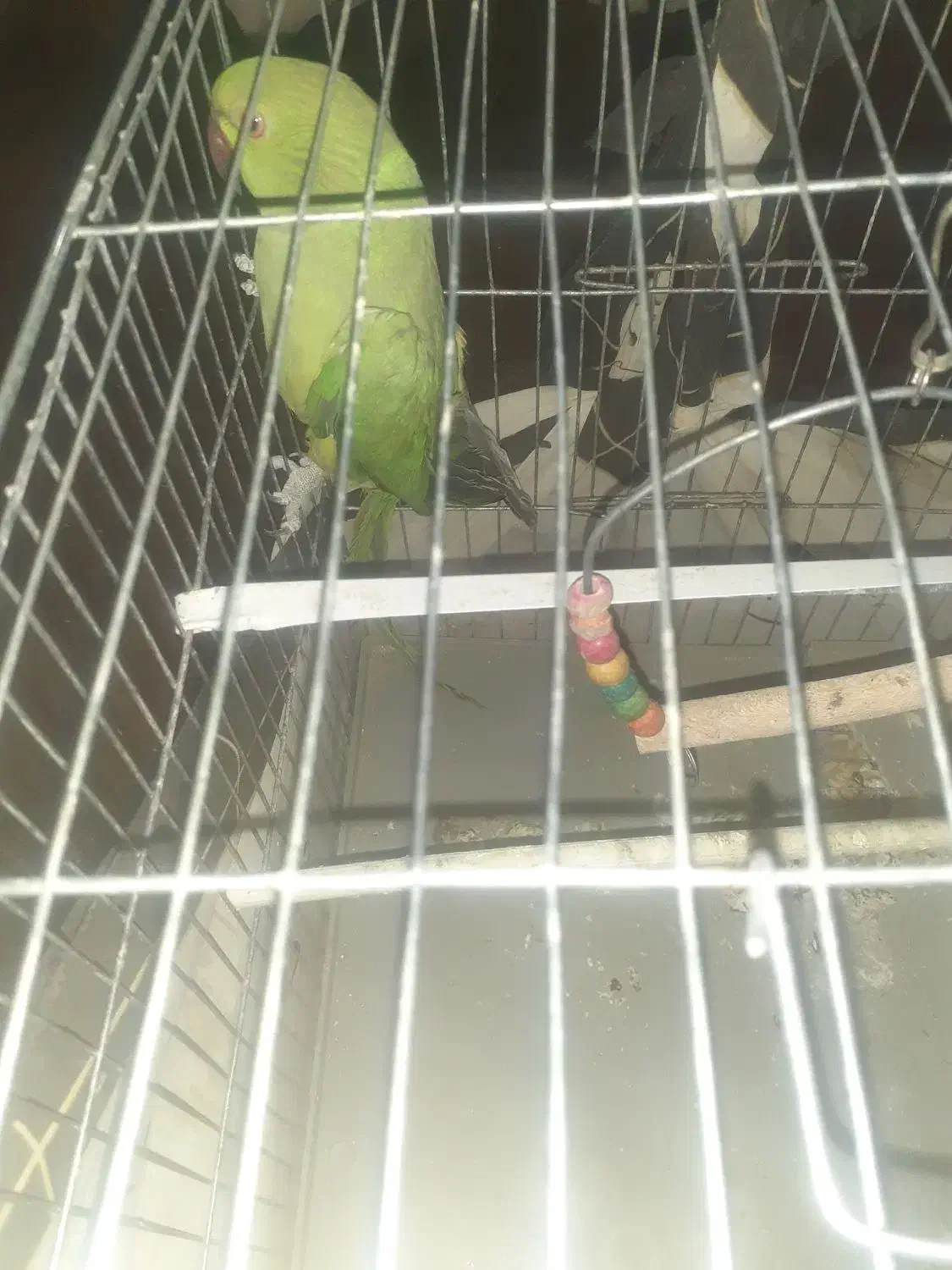 طوطی ملنگو|پرنده|قائن, |دیوار