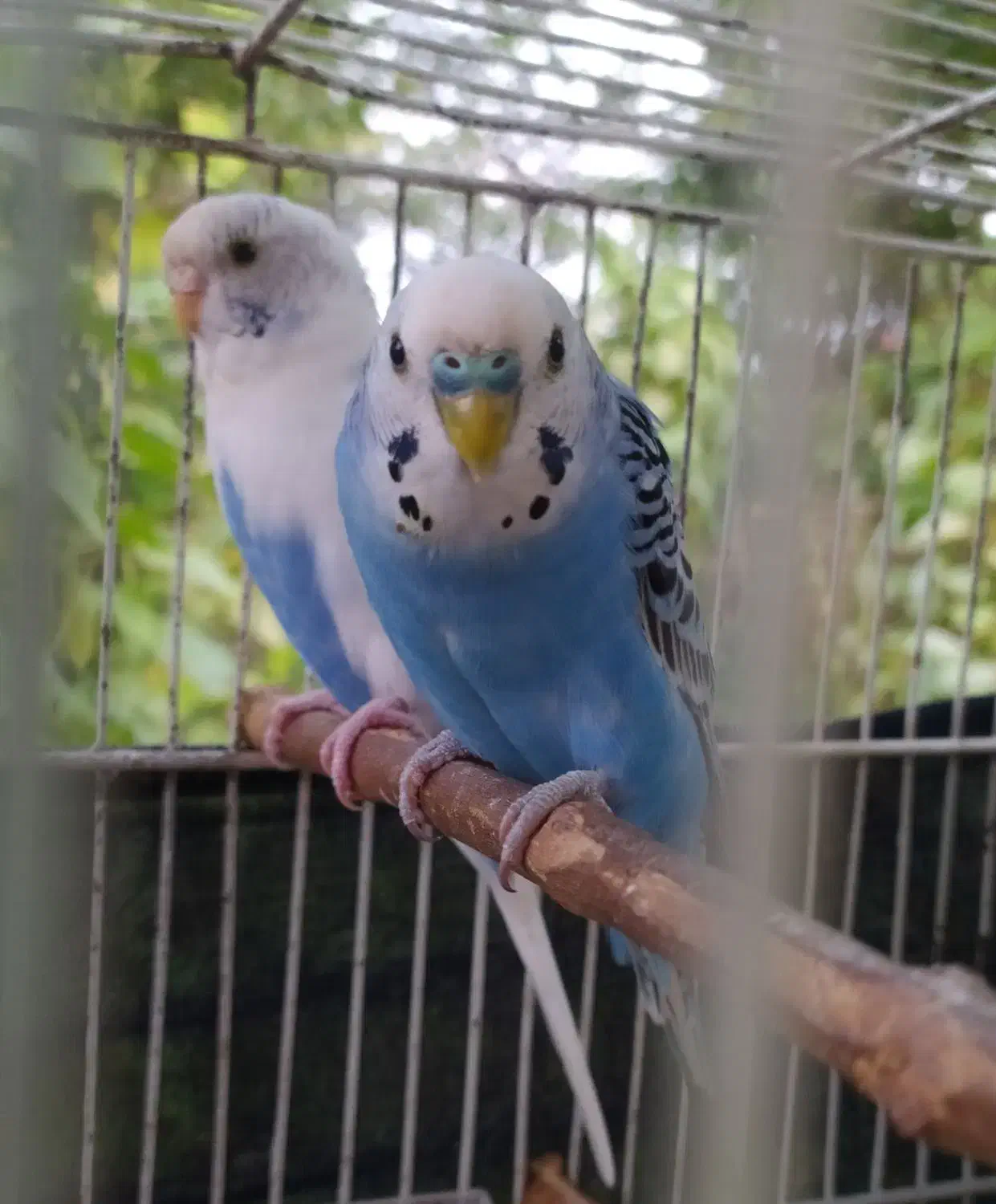 مرغ عشق|پرنده|رشت, حومه رشت|دیوار