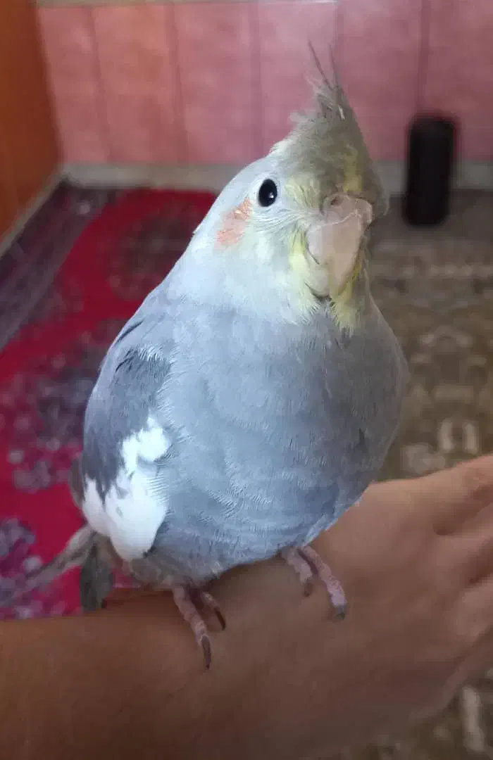 شادگان|پرنده|شادگان, |دیوار