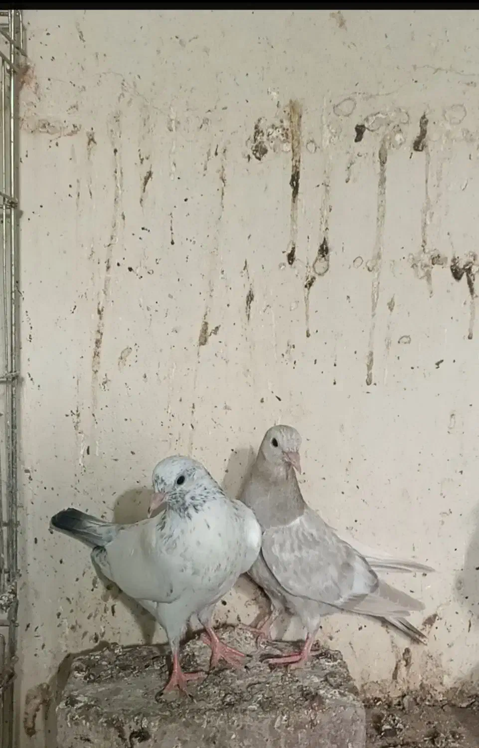 گلدن پرشی|پرنده|بندرلنگه, |دیوار