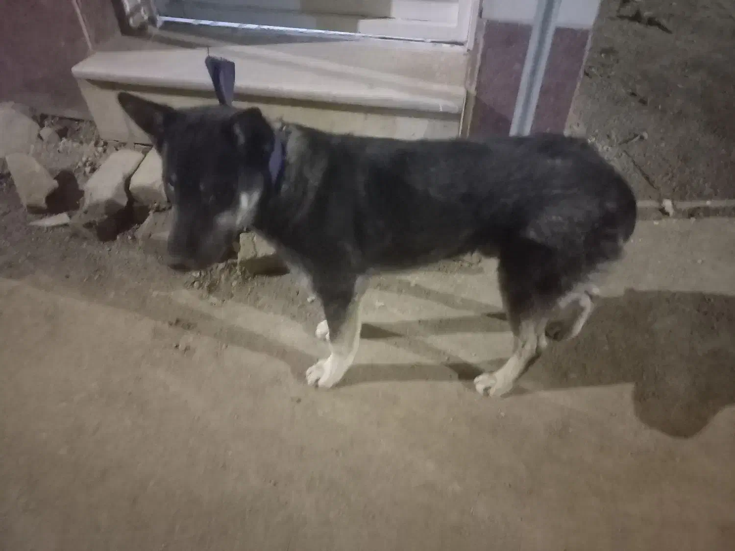 سگ هاسگی نر|سگ|هشتگرد, شهرک وحدت|دیوار