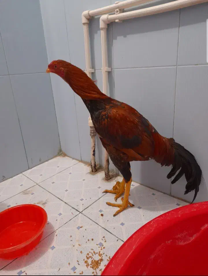 لاری ۷ماهه|حیوانات مزرعه|ایواوغلی, |دیوار