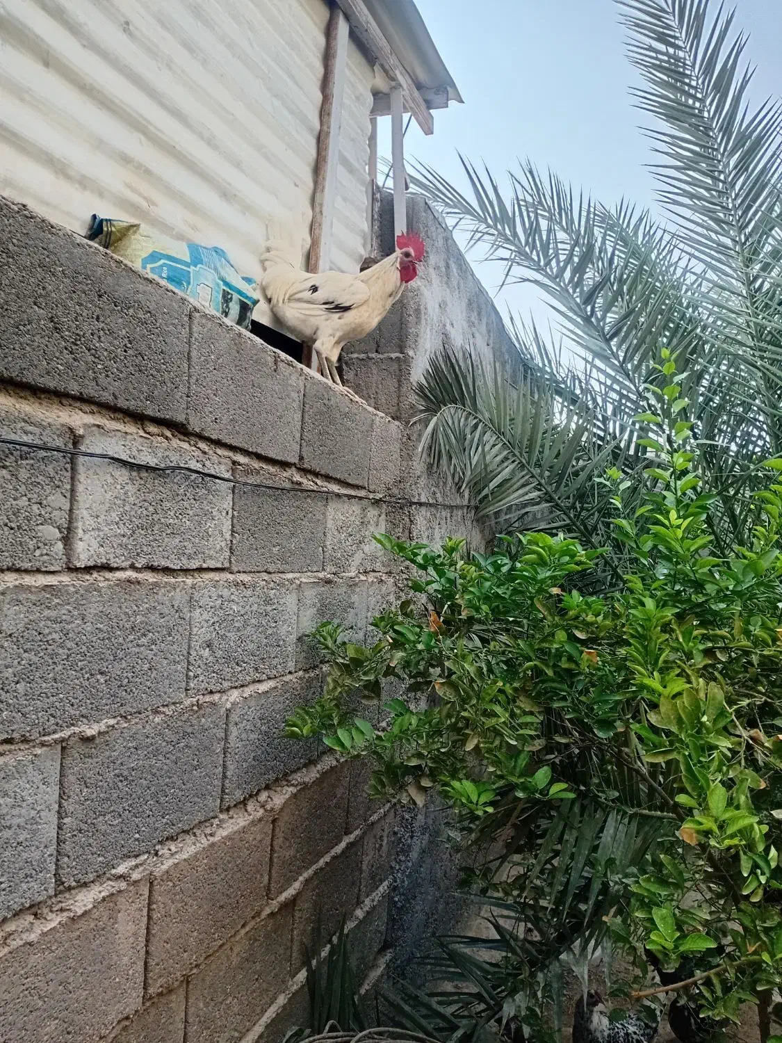 یه خروس محلی در ابدون|حیوانات مزرعه|آبدان, |دیوار