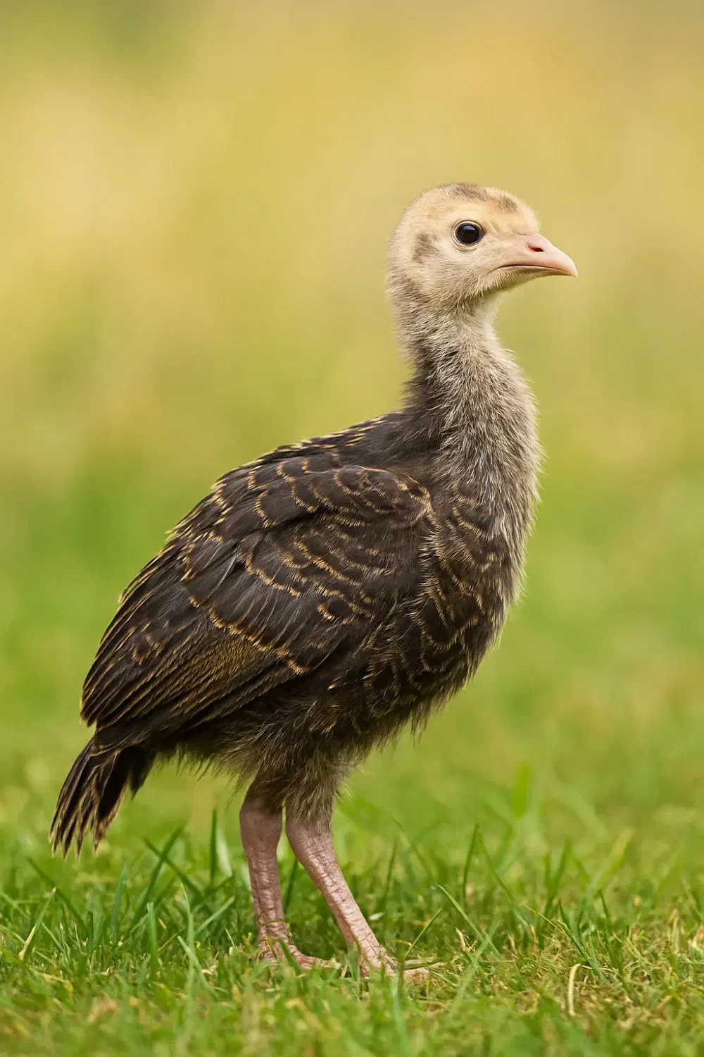 بوقلمون بوربون برنز|حیوانات مزرعه|مرودشت, بیست متری بیمارستان|دیوار