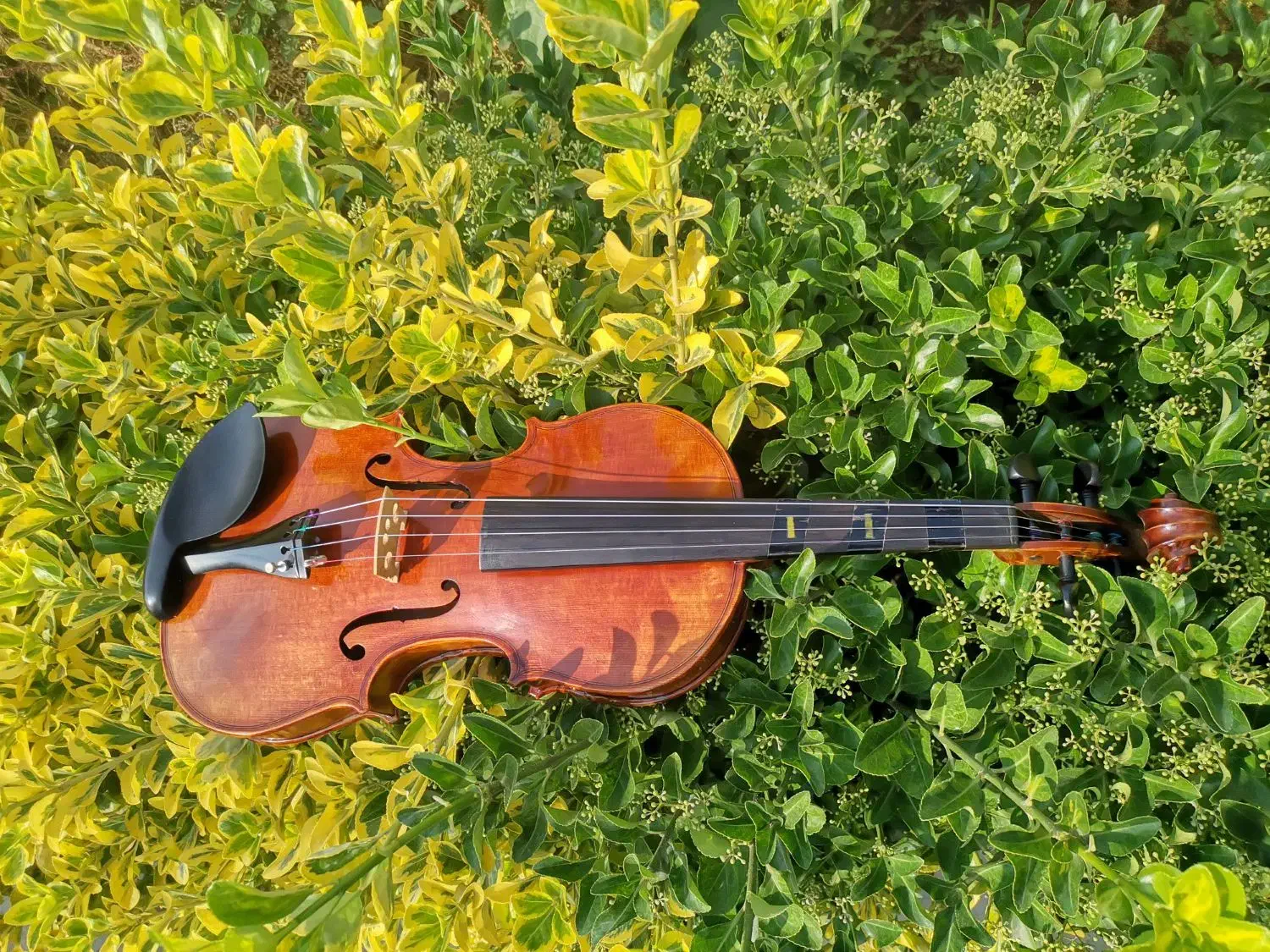 ویالن دست‌ساز برند Stagg|ویولن|نشتارود, |دیوار