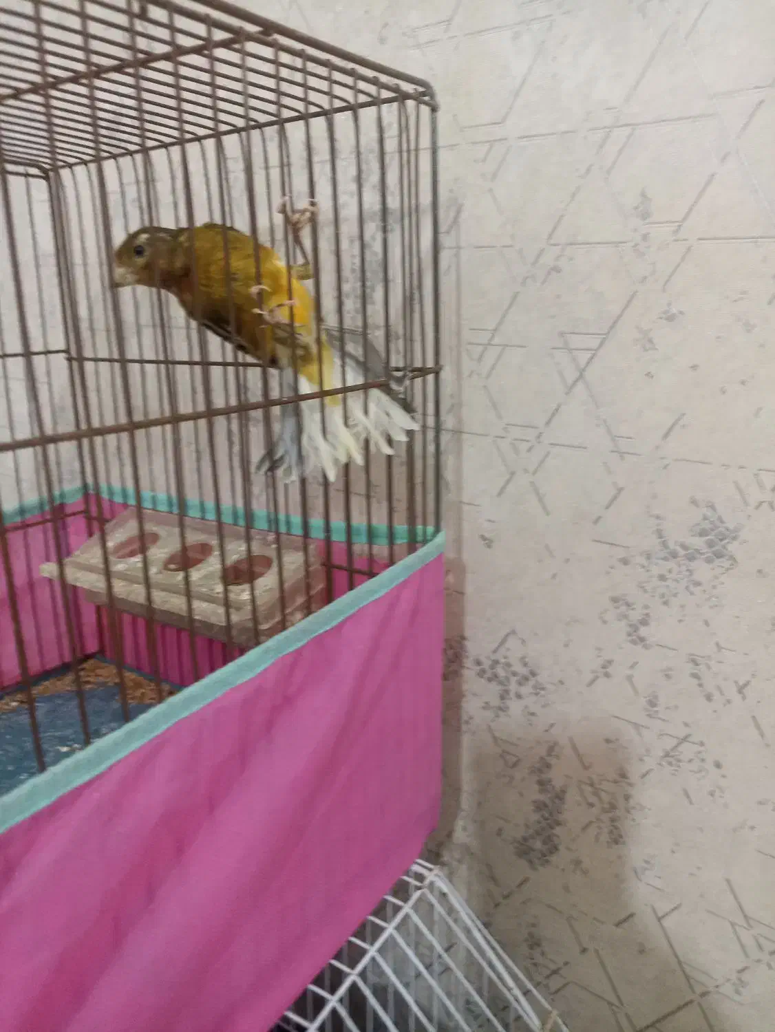 قناری ماده|پرنده|اردبیل, |دیوار