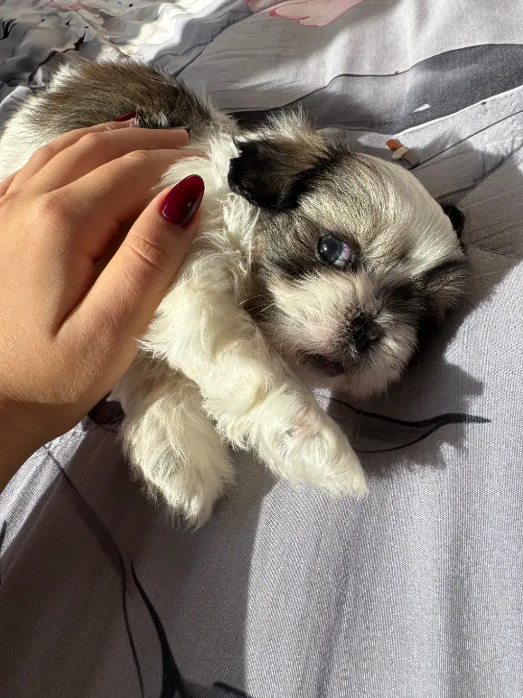 توله سوپر فلت نر|سگ|تهران, استاد معین|دیوار