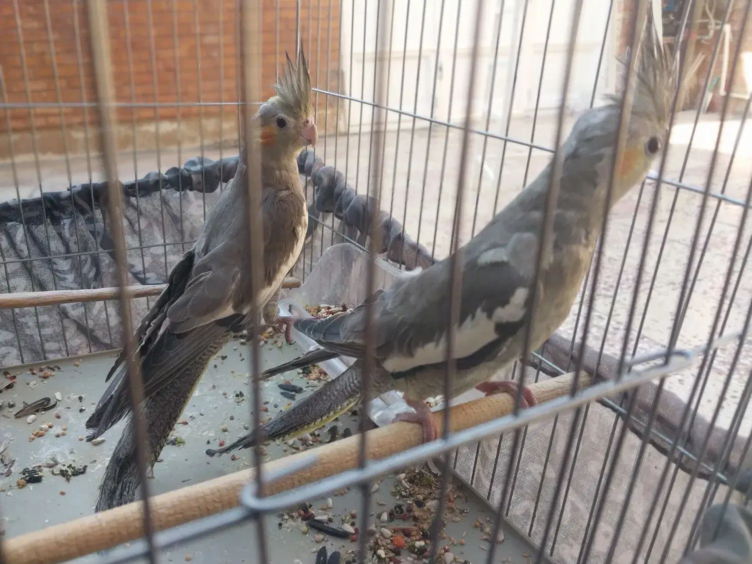 عروس هلندی|پرنده|اهواز, منبع اب|دیوار