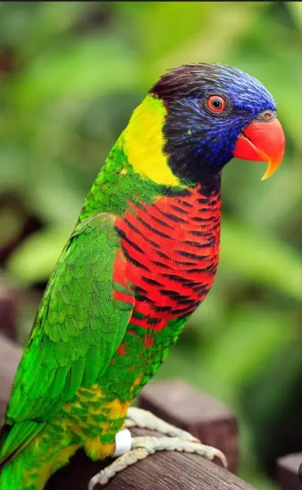 طوطیی به ع ک س د و م دقت بفرمایید|پرنده|ایرانشهر, |دیوار