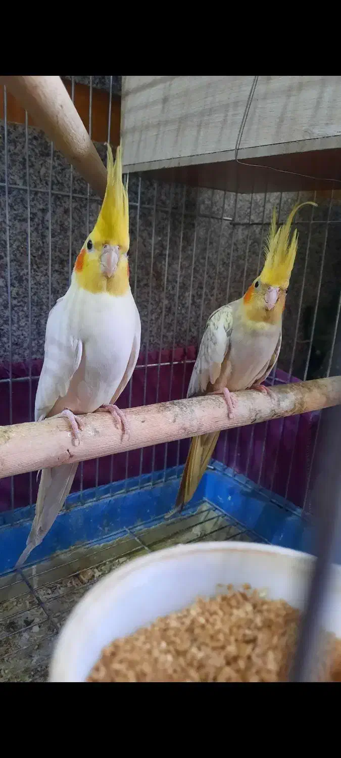 عروس هلندی مولد جوجه بزرگ کن|پرنده|ری, دولتآباد|دیوار