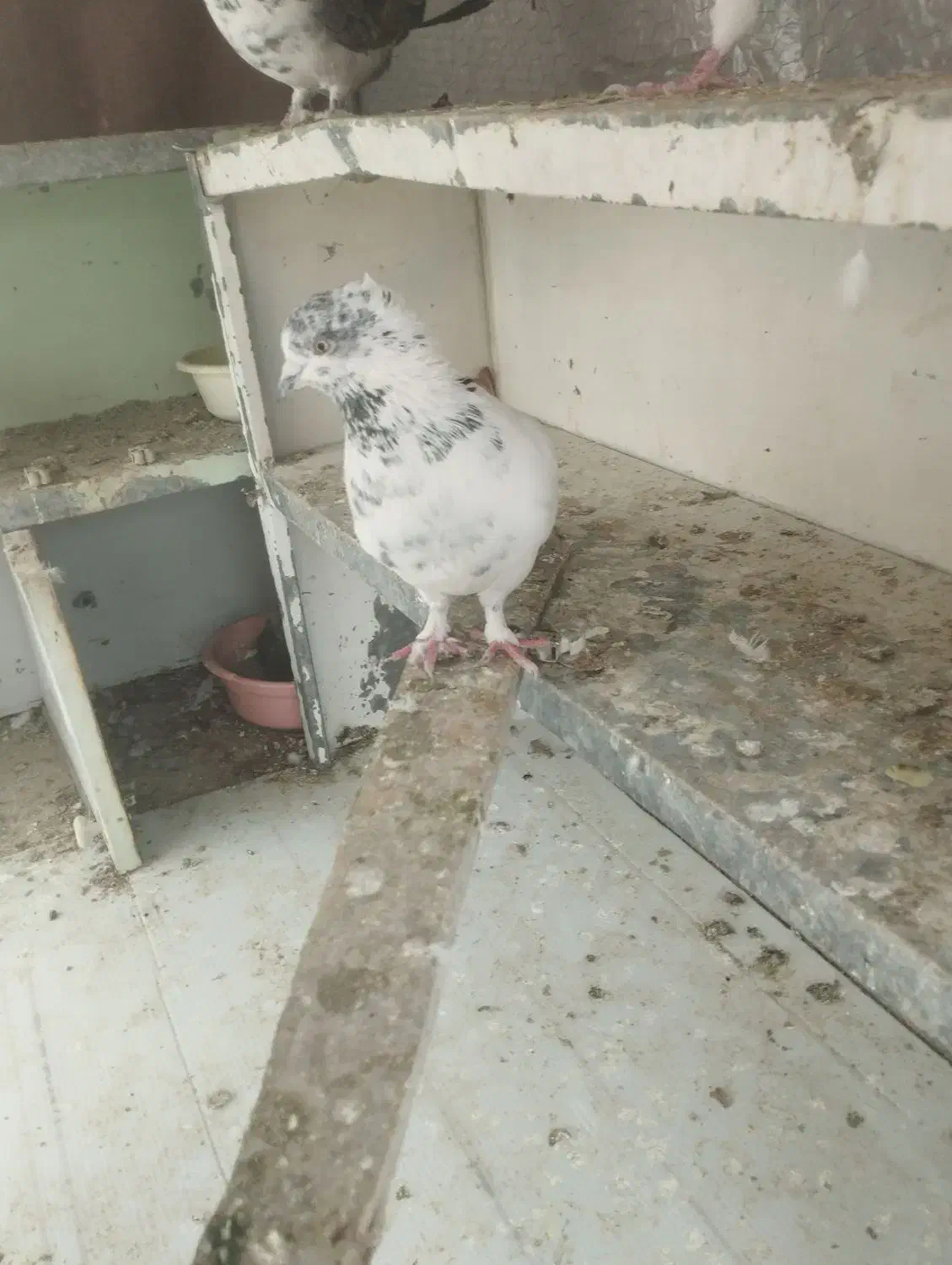 یه جفت کله دم سبز ازهرنظر عالی|پرنده|شهریار, رزکان|دیوار