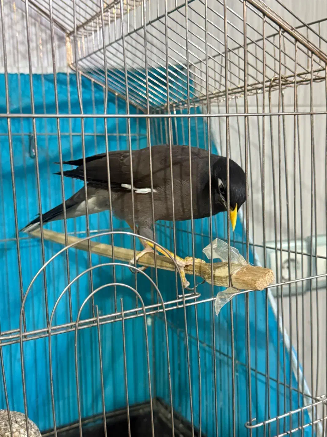 مرغ مینا|پرنده|نیشابور, شهرک اندیشه|دیوار