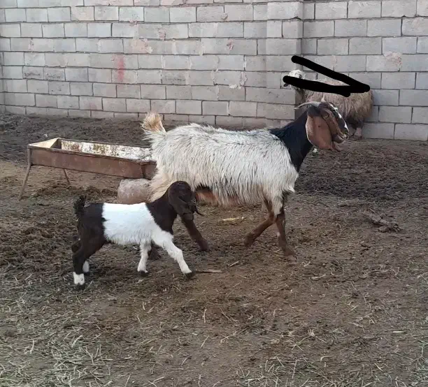 ۴ راس بز زایده|حیوانات مزرعه|سبزوار, فیاض|دیوار