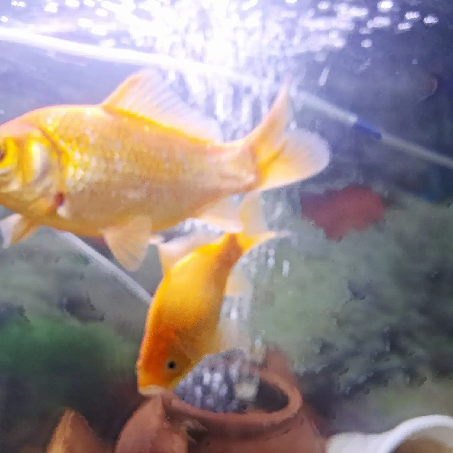 ماهی|ماهی|رباط‌کریم, رباط‌کریم|دیوار