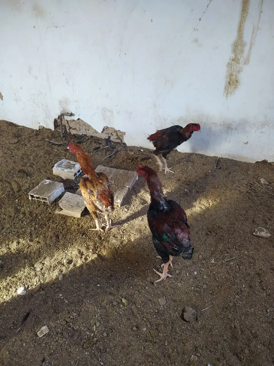 خروس لاری ترک و برزیلی|حیوانات مزرعه|ملکان, |دیوار