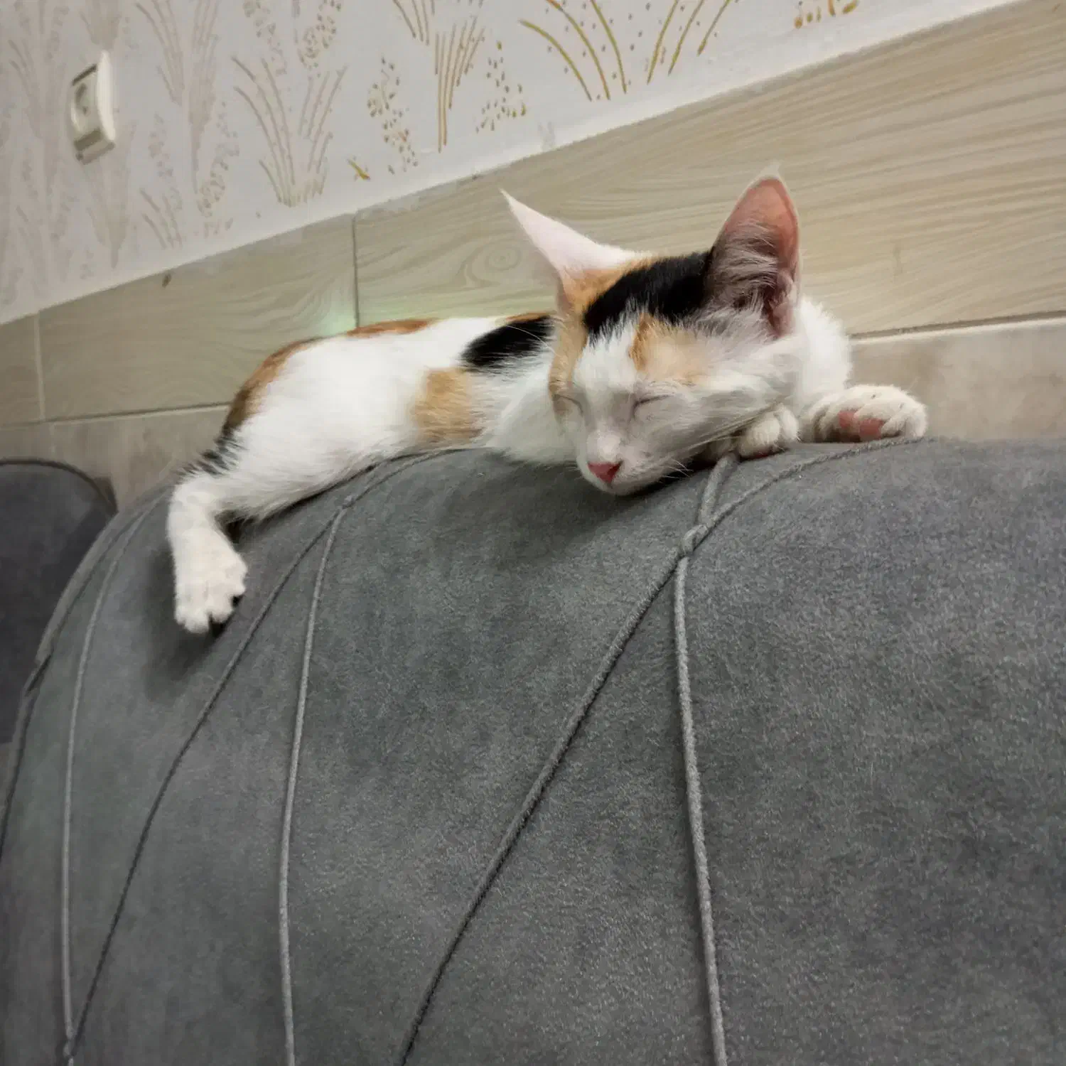 واگذاری گربه کالیکو|گربه|ورامین, خیر آباد|دیوار