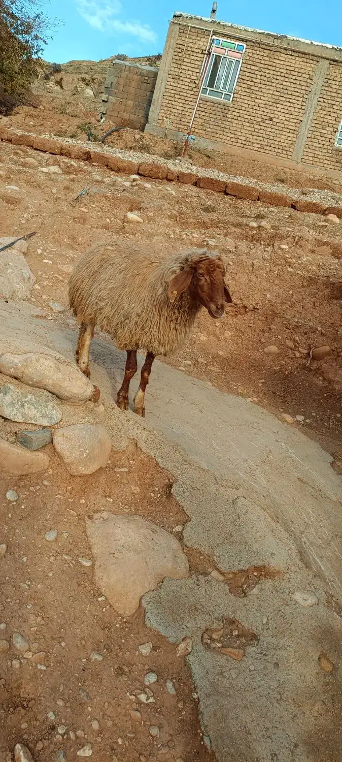 گوسفند|حیوانات مزرعه|شباب, |دیوار