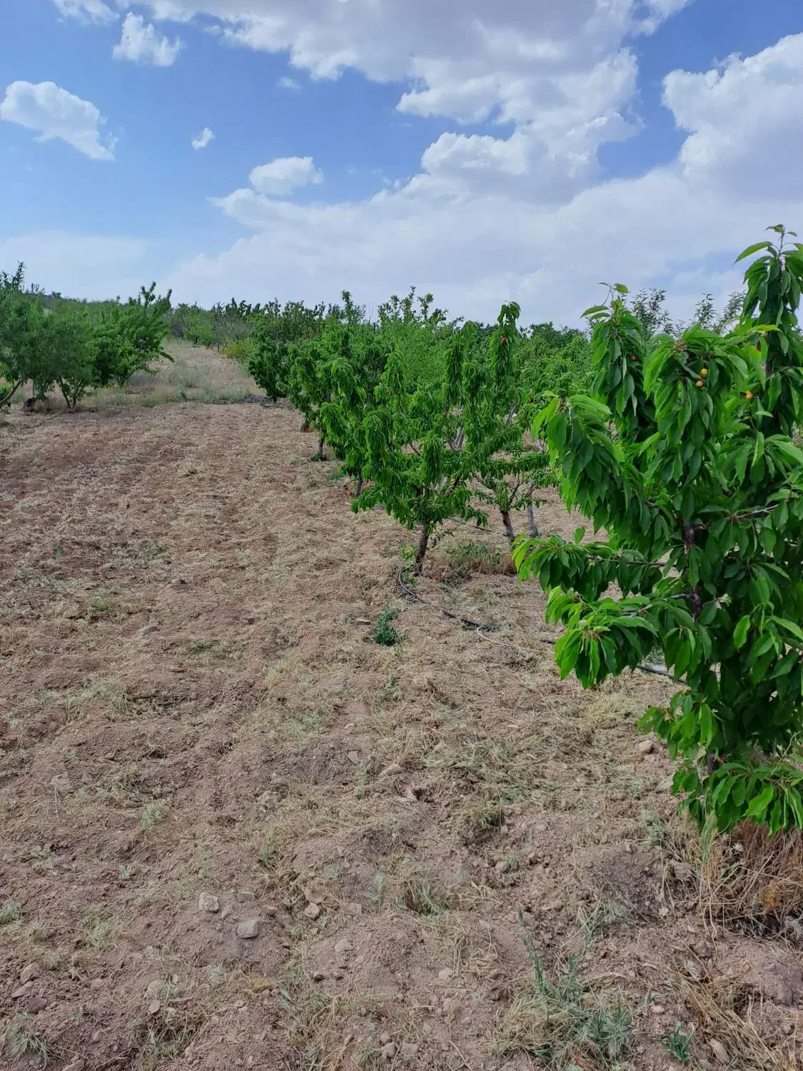 فروش چهار سهام طرح یک هوره گاستارا|فروش دفتر صنعتی، کشاورزی، تجاری|زاینده رود, |دیوار