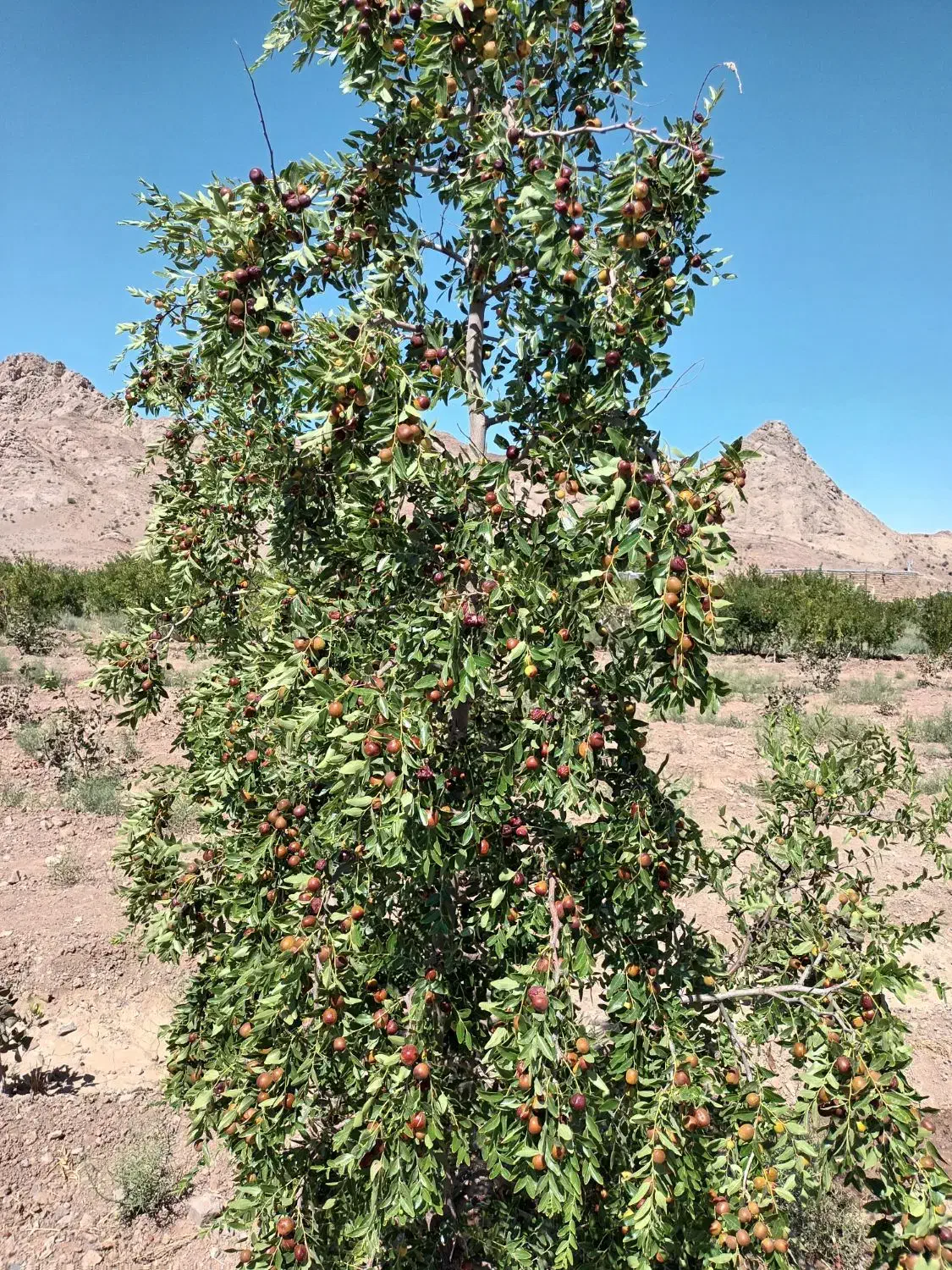 زرشک وعناب|حراج|فردوس (خراسان), |دیوار