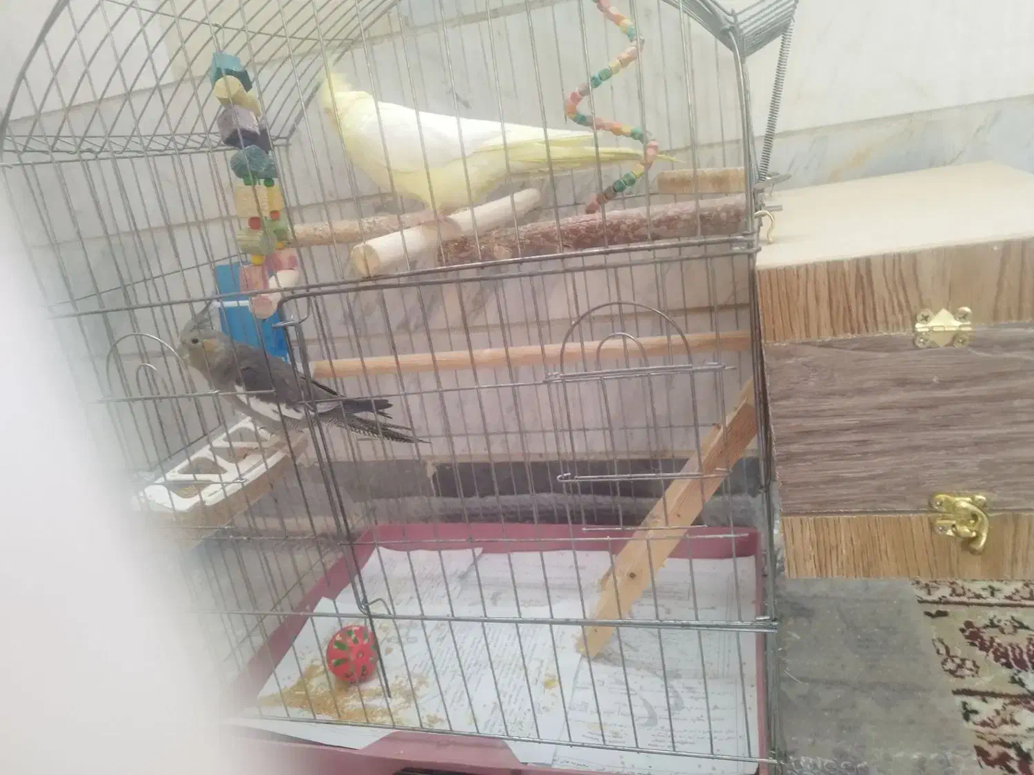 عروس هلندی|پرنده|شهریار, کهنز|دیوار