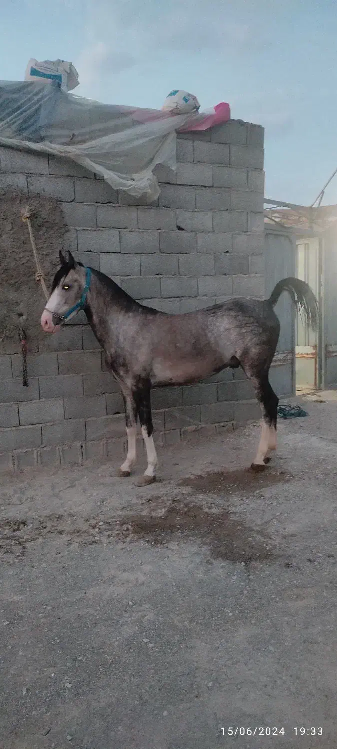 نریون 4ساله کره کیان رخش نوربخش‌وکامران قدیری|اسب و تجهیزات اسب‌سواری|ابریشم, |دیوار