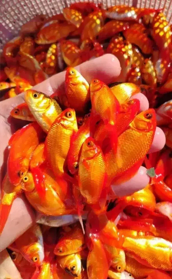 هفت‌سین ، شمع عید نوروز ، سبزه نارنج ، ماهی قرمز|صنایع دستی و سایر لوازم تزئینی|مرزیکلا, |دیوار